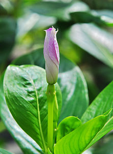 Flower bud in West Bengal, India