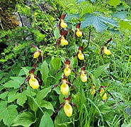 Cypripedium calceolus