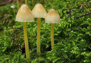 Mycena epipterygia