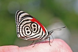 苾蛱蝶亚科的安娜涡蛱蝶 （88蝶）Diaethria anna