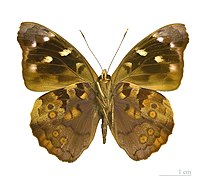 Museum specimen ♂ △ - Ventral side