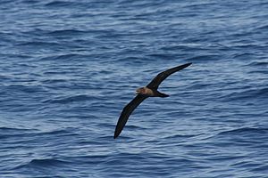 Flesh-footed shearwater in flight over the sea