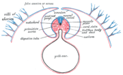 Diagram of a transverse section, showing the mode of formation of the amnion in the chick