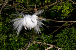 A Great Egret in breeding plumage.