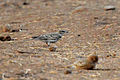 Hume's short-toed lark (Calandrella acutirostris).Amravati, Maharashtra, India.