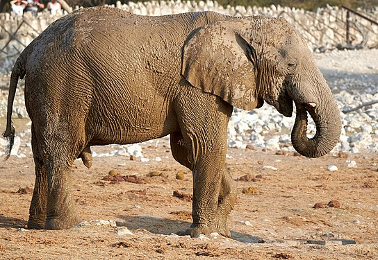 Male African bush elephant (loxodonta africana) after mud bath at Okaukuejo waterhole in Etosha National Park Namibia