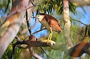 棕夜鹭 (Nycticorax caledonicus)