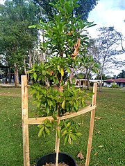 Sapling planted in a park in Cairns
