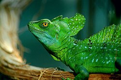 Plumed Basilisk (Basiliscus plumifrons)