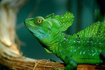 plumed basilisk(Basiliscus plumifrons)