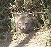 An Island fox pup