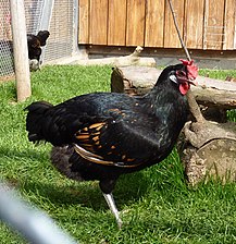 Hen