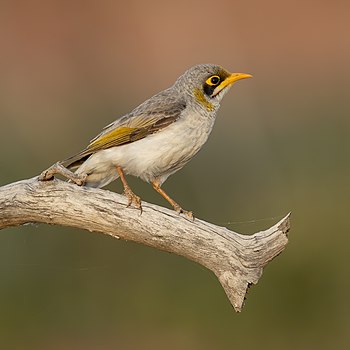 Yellow-throated miner