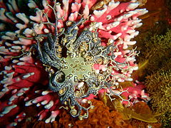 Basket star on noble coral at Middle Bank, Tsistikamma National Park MPA