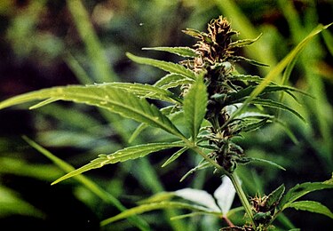 Flowering Cannabis indica plant