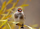 European goldfinch (Carduelis carduelis) at Ringmospang, Kargil