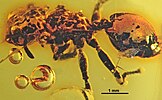 Fossil Cephalotes alveolatus ant in amber