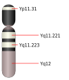 Y chromosome