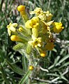 Cryptantha confertiflora