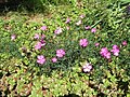 Dianthus graniticus