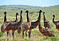 Wild emus by fence at Fowlers Gap Arid Zone Research Station