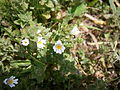 Euphrasia rostkoviana