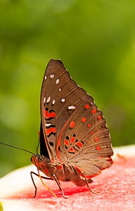 在吸食果汁的红斑翠蛱蝶 Euthalia lubentina