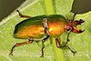 The Golden Stag Beetle Barnstar For getting Beetle to GA standard, I thank you on behalf of Wikiproject Beetles. Zakhx150 9 March 2017