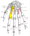 Dorsal view of the left hand (second metacarpal shown in yellow).
