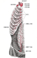 The internal mammary artery（英语：internal mammary artery） and its branches.