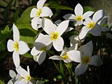 Houstonia close-up photo.