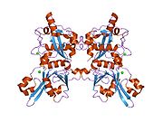 1mdw：钙蛋白酶II的钙结合蛋白酶核心的晶体结构揭示了内在失活的基础