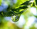 Photo of a raindrop on a fern frond