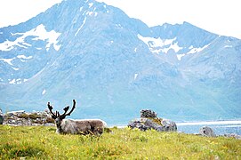 Reindeer in Norway (Rekvika, Troms, Norway)