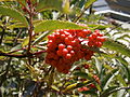 Sambucus racemosa fruits