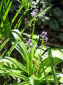 Scilla lilio-hyacinthus