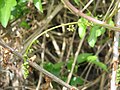 Dioscorea communis flowers