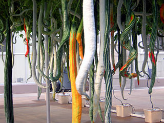 Different maturity stages and shapes as seen in cultivation.