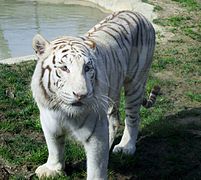 White tiger