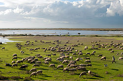Long shot of sheep in a field beside a lake