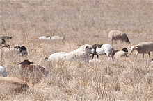 a large white dog sitting among a flock of sheep