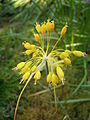 Allium flavum