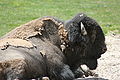 American Bison