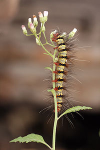 Arctiidae family caterpillar