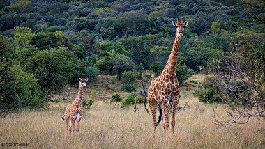 mother and baby giraffes