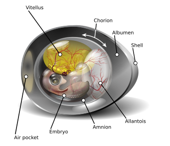 Cross-sectional diagram of a chicken egg