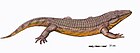 Chroniosuchus paradoxus