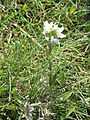 Cochlearia officinalis