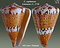 Conus capitaneus Linnaeus, C., 1758