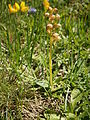 Dactylorhiza viridis